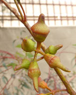 Image of coral gum