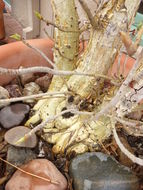 Image of <i>Ficus palmeri</i>