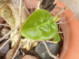 Image of <i>Ficus palmeri</i>