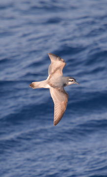 Pachyptila belcheri (Mathews 1912)的圖片