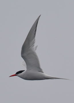 Image of South American Tern