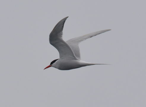 Image of South American Tern