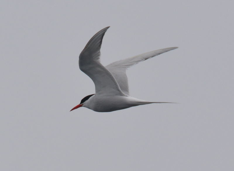 Image of South American Tern