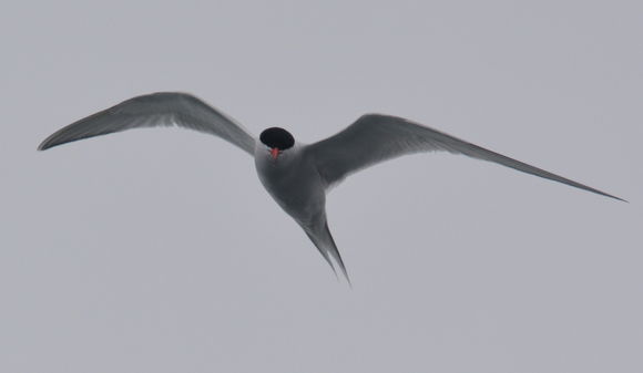 Image of South American Tern