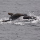 Image of South American Sea Lions