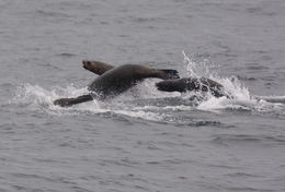 Image of South American Sea Lion
