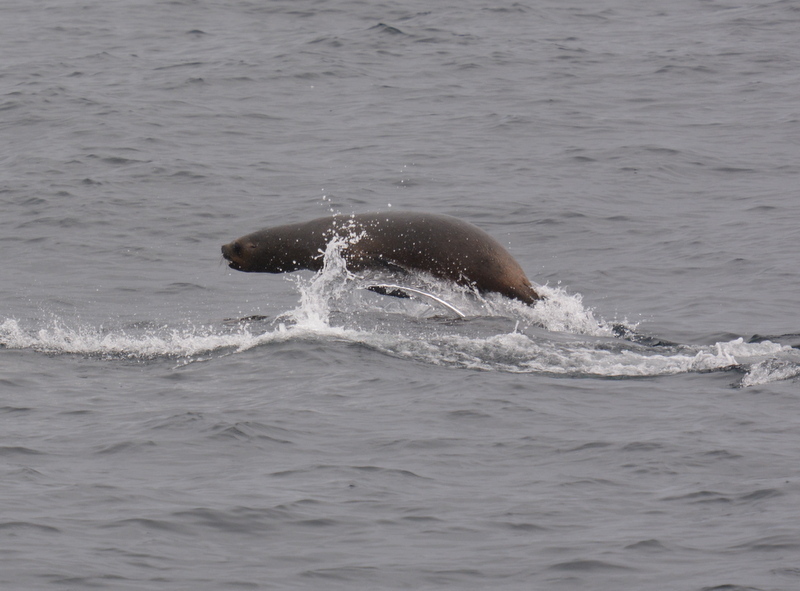 Image of South American Sea Lion