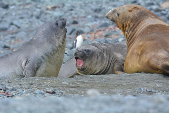 Image of South Atlantic Elephant-seal