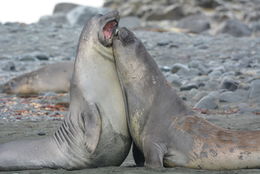 Image of South Atlantic Elephant-seal