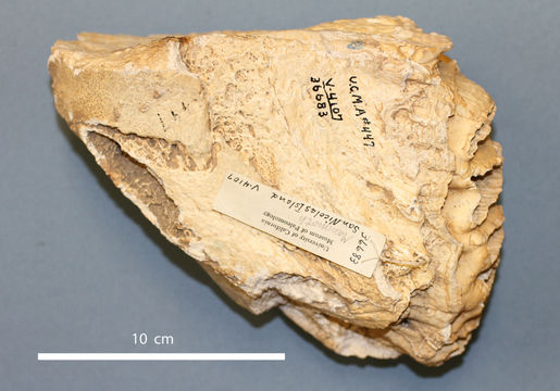 Слика од Mammuthus Brookes 1828