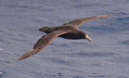 Image of Antarctic Giant-Petrel