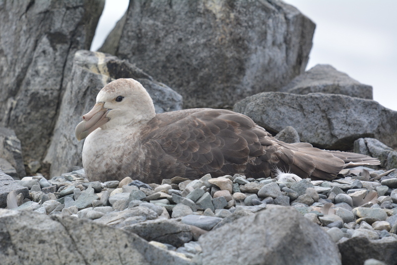 Image of Antarctic Giant-Petrel