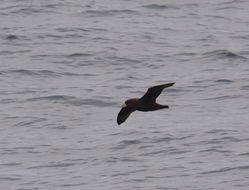 Image of White-chinned Petrel