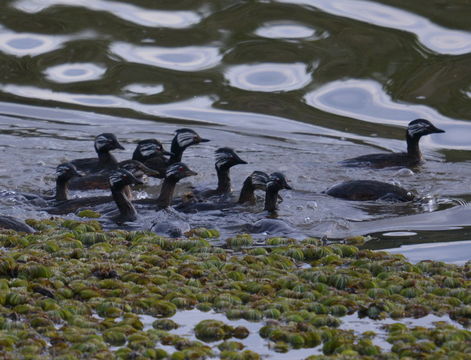 Image of White-tufted Grebe