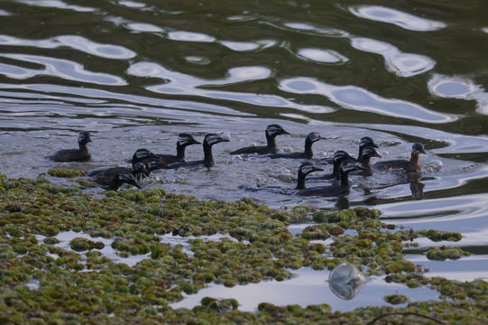 Image of White-tufted Grebe