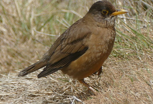 Image of Turdus falcklandii falcklandii Quoy & Gaimard 1824