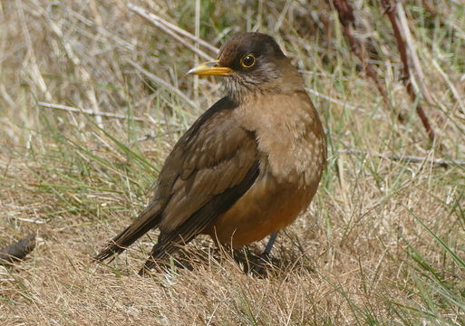 Image of Turdus falcklandii falcklandii Quoy & Gaimard 1824