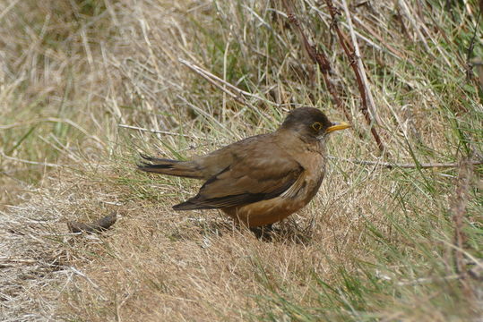 Image of Turdus falcklandii falcklandii Quoy & Gaimard 1824