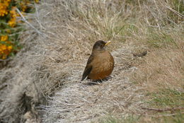 Imagem de Turdus falcklandii falcklandii Quoy & Gaimard 1824