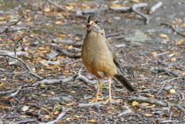 Imagem de Turdus falcklandii Quoy & Gaimard 1824