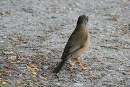 Image of Austral Thrush