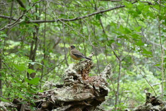 Imagem de Turdus falcklandii Quoy & Gaimard 1824