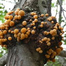 Image of Darwin's Fungus