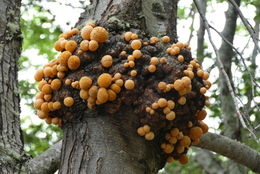 Image of Darwin's Fungus