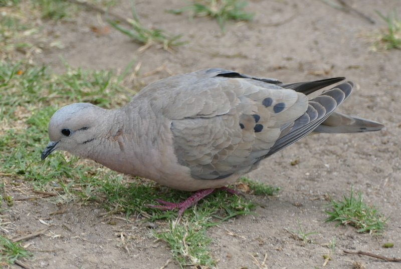 Image of Eared Dove