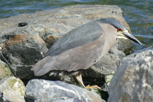 Image of Nycticorax nycticorax obscurus Bonaparte 1855