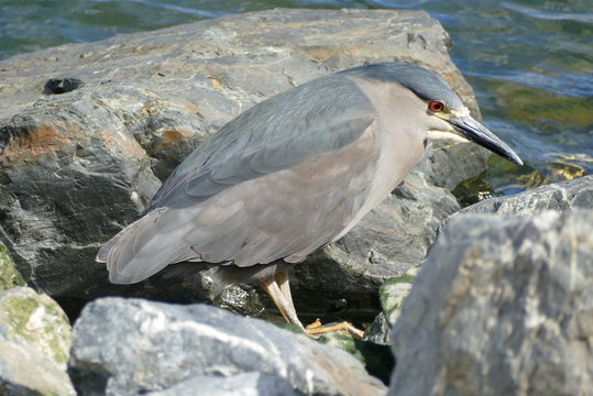 Sivun Nycticorax nycticorax obscurus Bonaparte 1855 kuva