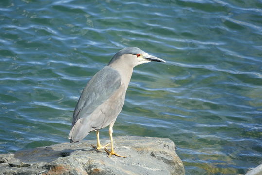 Image of Nycticorax nycticorax obscurus Bonaparte 1855