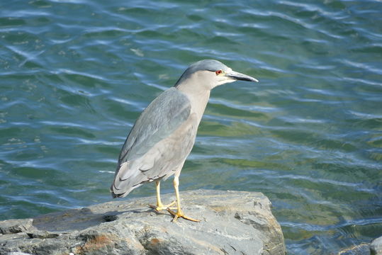 Sivun Nycticorax nycticorax obscurus Bonaparte 1855 kuva