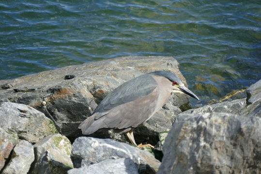 Image of Nycticorax nycticorax obscurus Bonaparte 1855