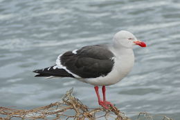 Image of Dolphin Gull