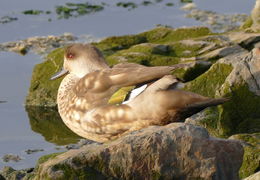 Image of crested duck