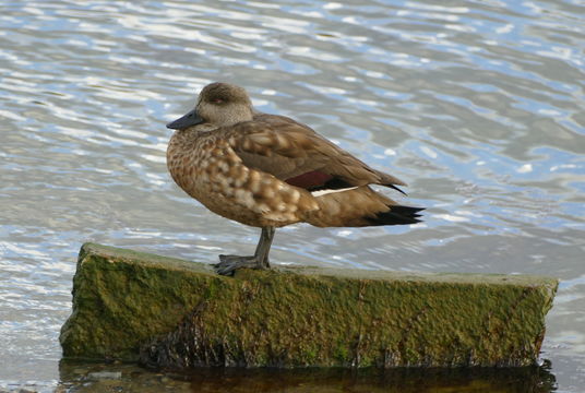 Image of crested duck