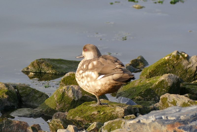 Image of crested duck