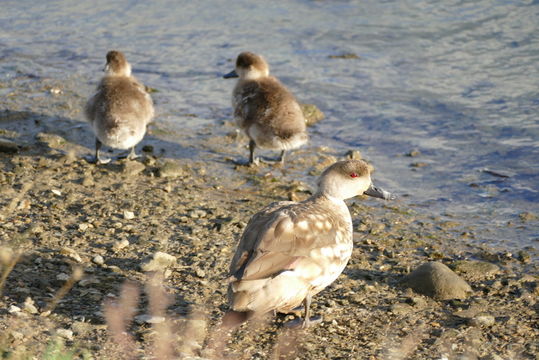 Image of crested duck