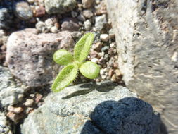 Geraea canescens Torr. & A. Gray的圖片