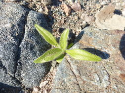 Geraea canescens Torr. & A. Gray的圖片