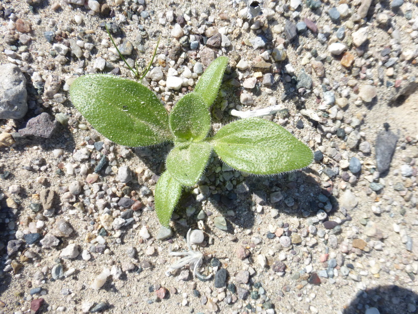 Geraea canescens Torr. & A. Gray的圖片