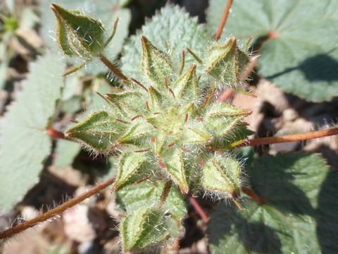 Imagem de Eremalche rotundifolia (A. Gray) Greene