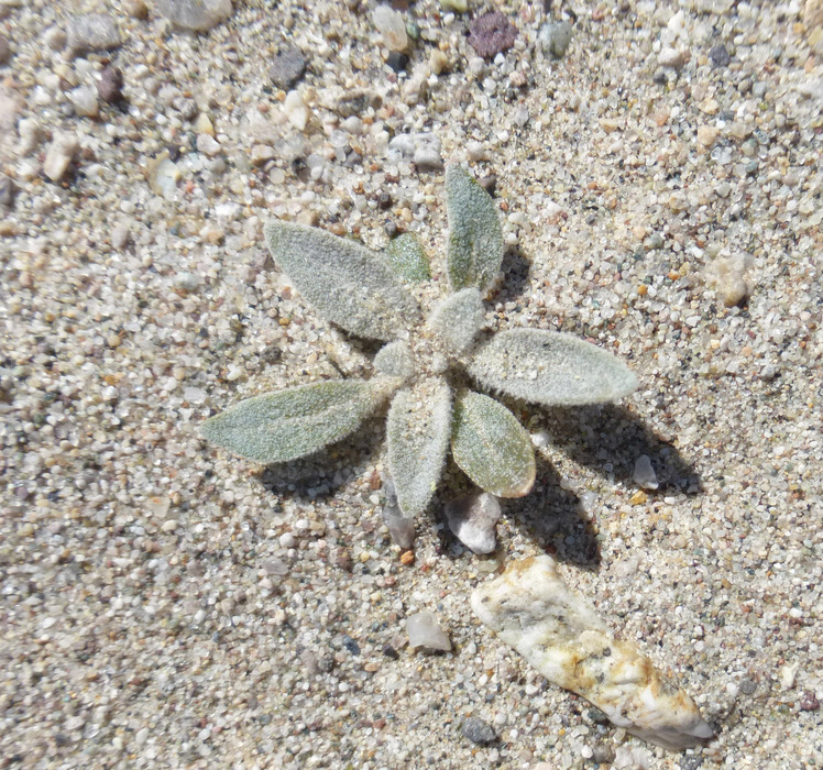 Imagem de Tidestromia suffruticosa var. oblongifolia (S. Wats.) Sánchez del Pino & Flores Olvera