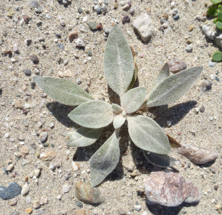 Imagem de Tidestromia suffruticosa var. oblongifolia (S. Wats.) Sánchez del Pino & Flores Olvera