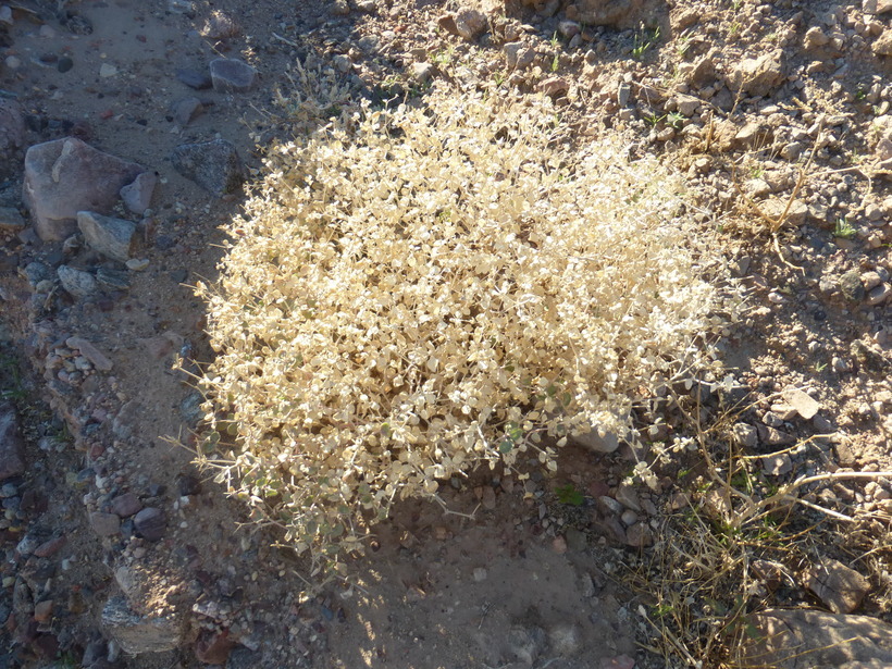 Imagem de Tidestromia suffruticosa var. oblongifolia (S. Wats.) Sánchez del Pino & Flores Olvera