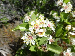 Image de Prunus fremontii S. Wats.