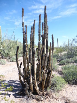 Image of Organ Pipe Cactus