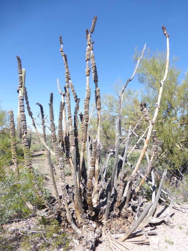 Image of Organ Pipe Cactus