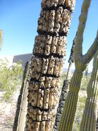 Image of Organ Pipe Cactus